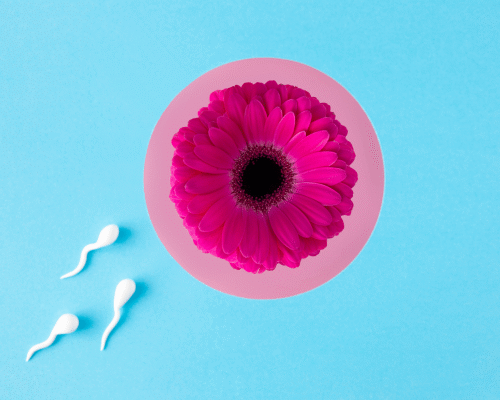 Les ovules choisissent-ils les spermatozoïdes qui les fécondent ? Les ovules choisissent-ils les spermatozoïdes qui les fécondent ?
