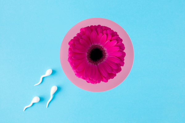 Les ovules choisissent-ils les spermatozoïdes qui les fécondent ?